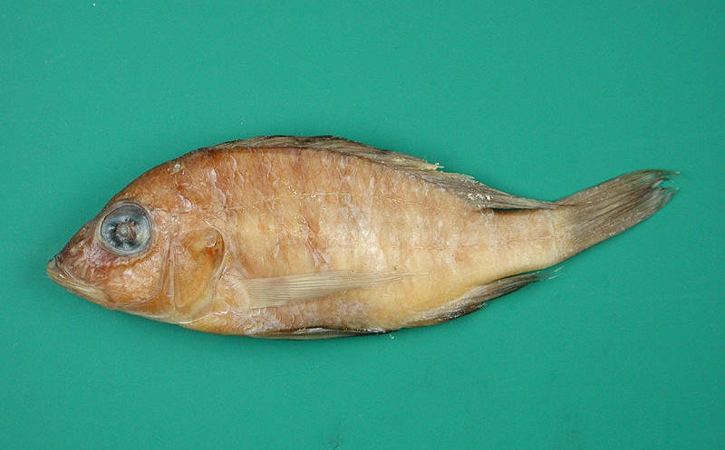 Placidochromis domirae 'Domira Bay'